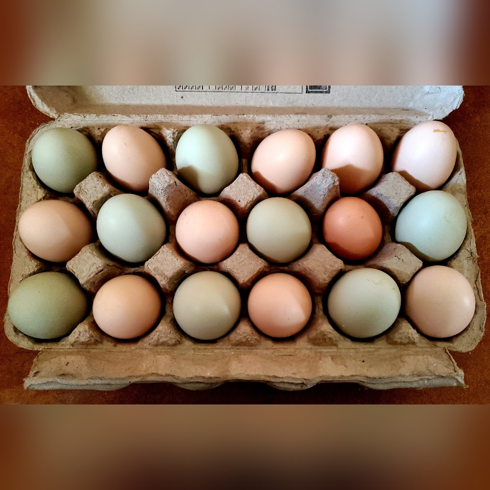 🐔Fresh Farm Eggs 🥚🐔